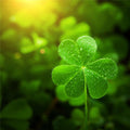 4 Leaf Clover Fragrance Oil fragrance oil bottle