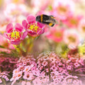 Alyssum Fragrance Oil fragrance oil bottle