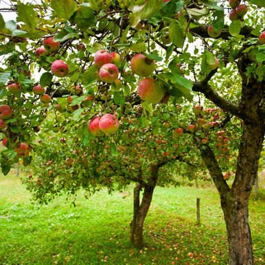Apple Orchard Fragrance Oil fragrance oil bottle