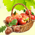 Apples and Oak Fragrance Oil fragrance oil bottle