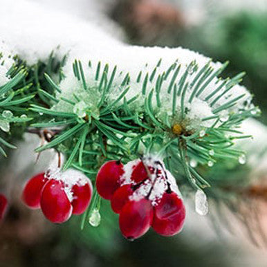 Applewood Fir Needle Fragrance Oil fragrance oil bottle