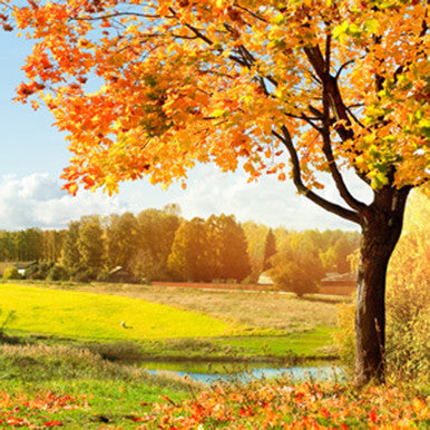 Autumn Woods Fragrance Oil fragrance oil bottle