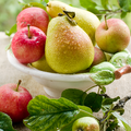 Bartlett Pear and Apple Natural Fragrance Oil fragrance oil bottle