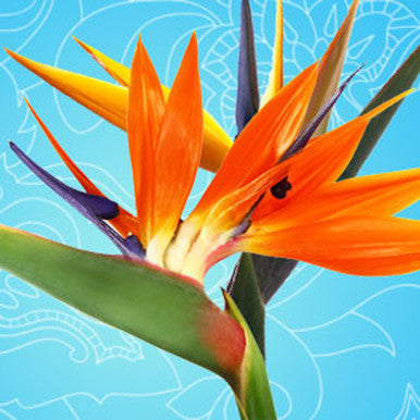 Birds of Paradise Fragrance Oil fragrance oil bottle