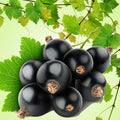 Black Currant ORIGINAL Fragrance Oil fragrance oil bottle