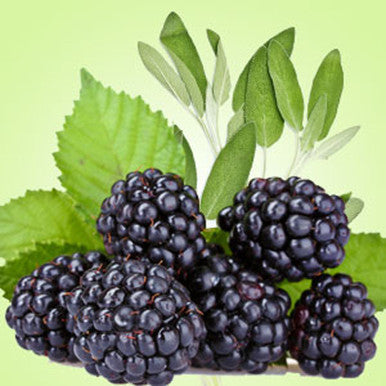 Blackberry Sage Fragrance Oil fragrance oil bottle
