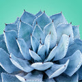 Blue Agave Fragrance Oil fragrance oil bottle
