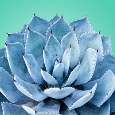 Blue Agave Fragrance Oil fragrance oil bottle