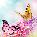 Butterfly Flower Fragrance Oil fragrance oil bottle