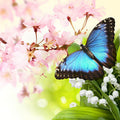 Butterfly Hugs Fragrance Oil fragrance oil bottle