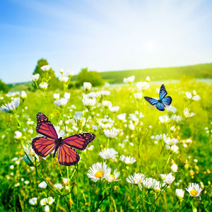 Butterfly Meadows Fragrance Oil fragrance oil bottle
