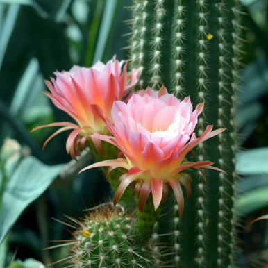 Cactus Flower Fragrance Oil fragrance oil bottle