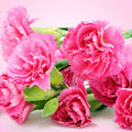 Carnation Fragrance Oil fragrance oil bottle