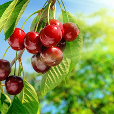 Cherry Fragrance Oil fragrance oil bottle