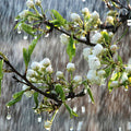 China Rain Fragrance Oil fragrance oil bottle