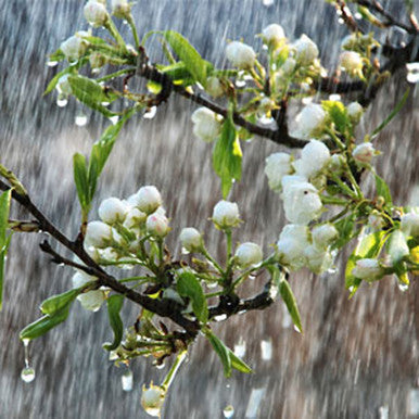 China Rain Fragrance Oil fragrance oil bottle