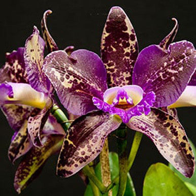 Chocolate Orchid Fragrance Oil fragrance oil bottle