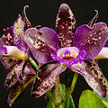 Chocolate Orchid Fragrance Oil fragrance oil bottle