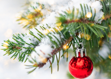 Christmas Fir Fragrance Oil fragrance oil bottle
