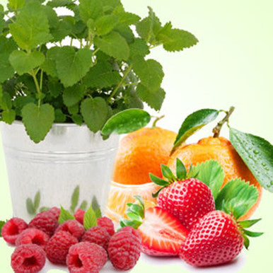 Citronella Berry Fragrance Oil fragrance oil bottle
