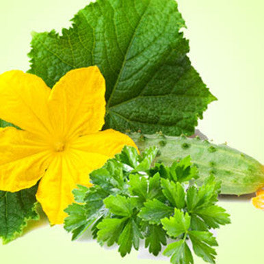 Cucumber Wasabi Cilantro Fragrance Oil fragrance oil bottle