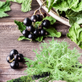 Currant and Oakmoss Fragrance Oil fragrance oil bottle