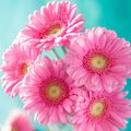 Daisy Type Fragrance Oil fragrance oil bottle