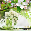 Elderflower and Apple Blossoms Fragrance Oil fragrance oil bottle