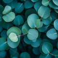 Eucalyptus Fragrance Oil fragrance oil bottle