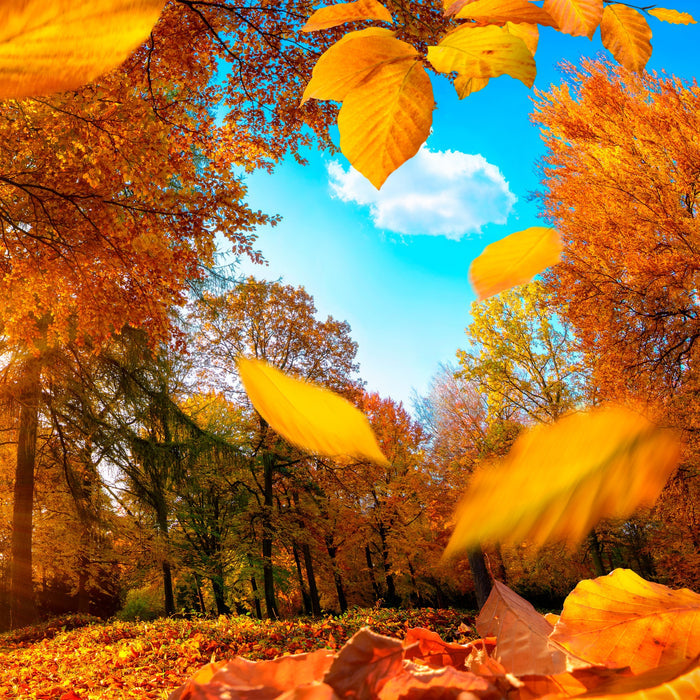 Falling for Fall Fragrance Oil fragrance oil bottle