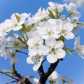 Flowering Dogwood Fragrance Oil fragrance oil bottle