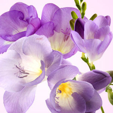 Freesia Fragrance Oil fragrance oil bottle