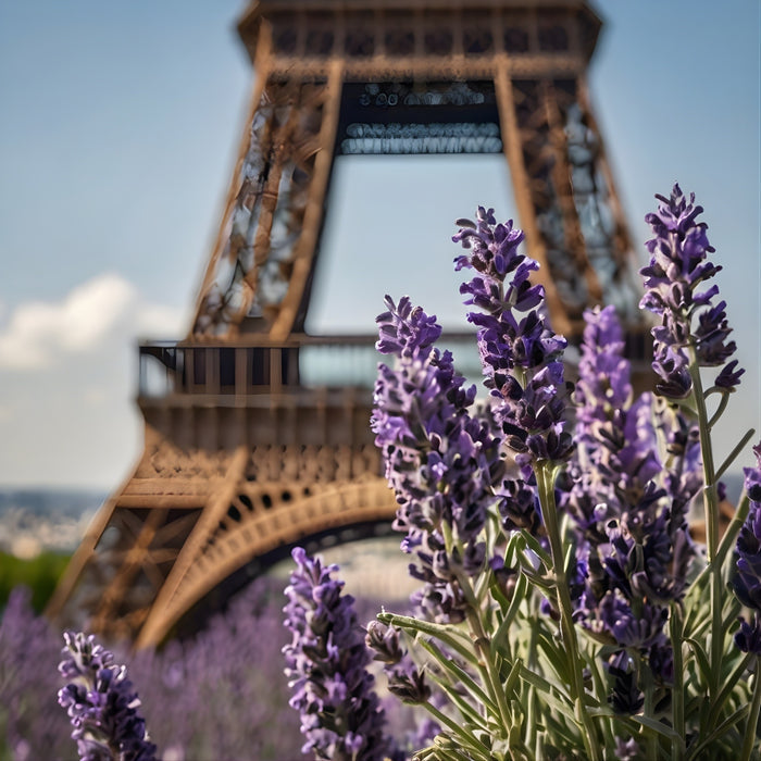 French Lavender Fragrance Oil fragrance oil bottle