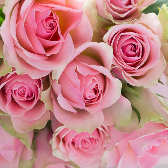 Fresh Cut Roses Fragrance Oil fragrance oil bottle