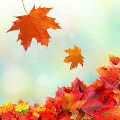 Fresh Fallen Leaves Fragrance Oil fragrance oil bottle