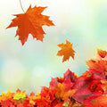 Fresh Fallen Leaves Fragrance Oil fragrance oil bottle
