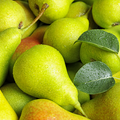 Fresh Pear Fragrance Oil fragrance oil bottle