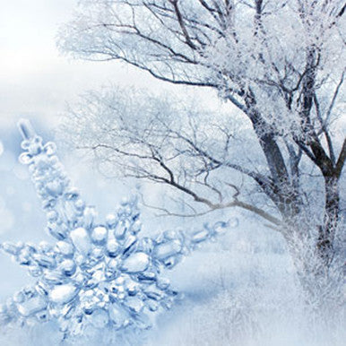 Frost & Snowdrops Fragrance Oil fragrance oil bottle