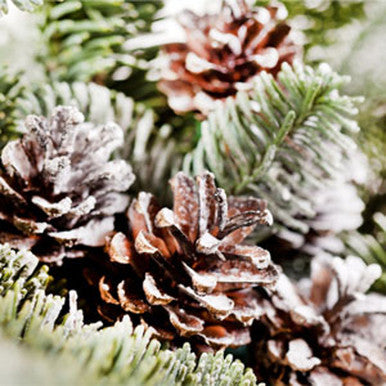 Frosted Pinecones Fragrance Oil fragrance oil bottle