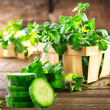 Garden Mint and Cucumber Fragrance Oil fragrance oil bottle