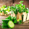 Garden Mint and Cucumber Fragrance Oil fragrance oil bottle