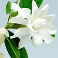 Gardenia Fragrance Oil fragrance oil bottle