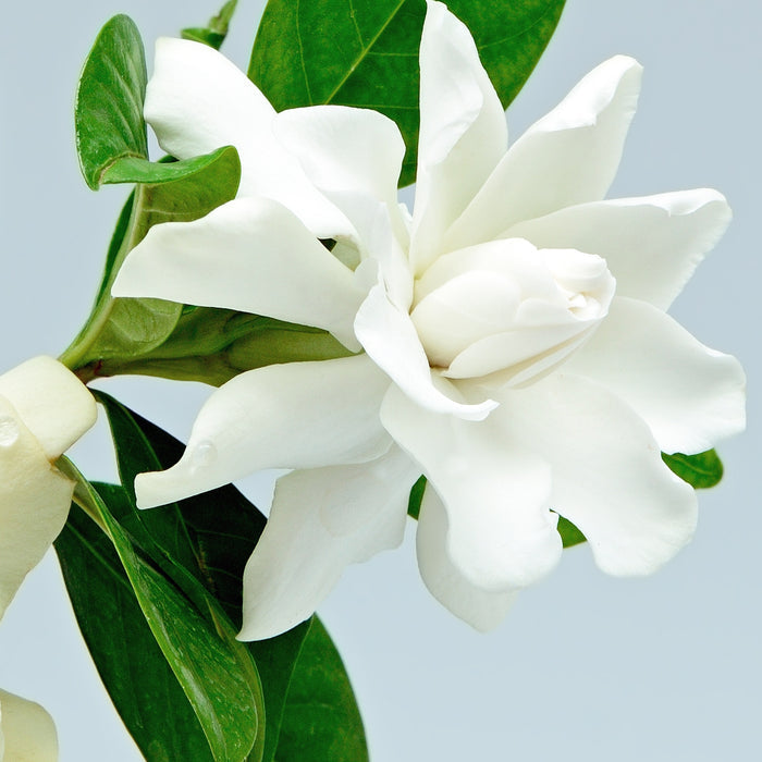 Gardenia Fragrance Oil fragrance oil bottle