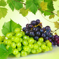 Grape Fragrance Oil fragrance oil bottle