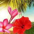 Hawaiian Sea Mist Fragrance Oil fragrance oil bottle