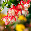 Honeysuckle Fragrance Oil fragrance oil bottle