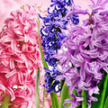 Hyacinth Fragrance Oil fragrance oil bottle
