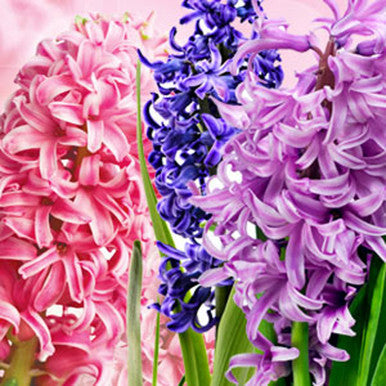 Hyacinth Fragrance Oil fragrance oil bottle
