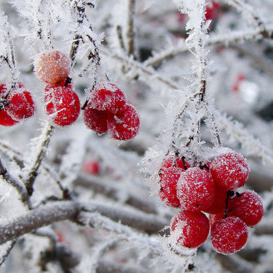 Ice Kissed Berries Fragrance Oil fragrance oil bottle