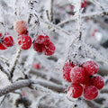 Ice Kissed Berries Fragrance Oil fragrance oil bottle